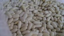 Quality White Kidney Bean