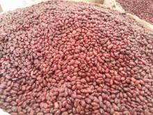 Ethiopian Red Kidney Beans
