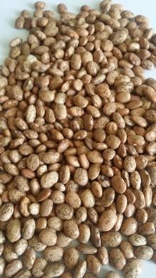 Ethiopian  Pinto  Beans 