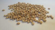 Ethiopian Large Light Brown Kidney Beans