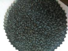 Ethiopian Black Pea Beans