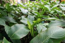 VIETNAM DONG LEAF
