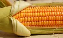 Corn / Maize