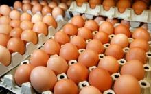 Fresh Chicken  Eggs ,white and  brown   table   eggs 