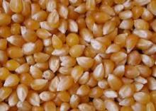 Maize - Corn