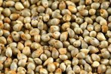 Millet and Wheats