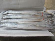 FROZEN RIBBONFISH