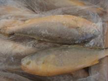Best Price Frozen Yellow croaker Fish