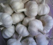 fresh garlic from philippines