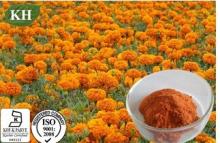  Marigold   extract :  Zeaxanthin  2.5% to 60% By HPLC