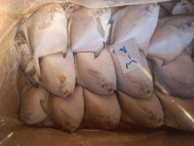 Frozen Golden ,Silver ,  Black   Pomfret   Fish 