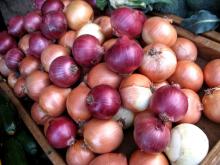 New Crop  Fresh   Onion s