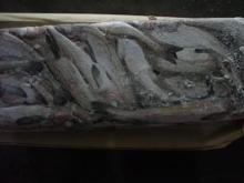  FROZEN   ALASKA   POLLOCK  FISH AND FILLETS