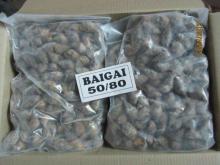 Frozen  Top   Shell  Baigai