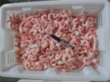 Frozen ( headless )  Shrimp  (peeled)