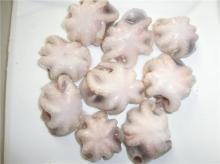 Frozen flower type OCTOPUS OCELLATUS