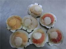 Wild-caught sea scallop