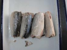 Canned mackerel in Brine