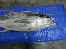 FROZEN  YELLOWFIN   TUNA   FISH 