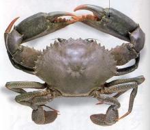 Live Mud  Crab , Live  Green   Crab , Male  Crab , Female  Crab 