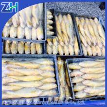 Whole round frozen yellow croaker fish