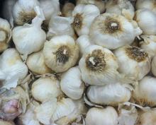 Fresh garlic white/Normal white garlic