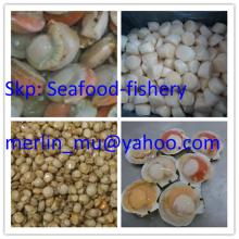  Frozen   Scallops 