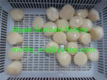 Frozen sea scallop adductor from Janpan