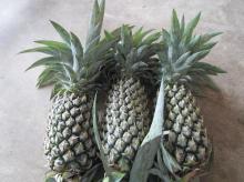 Fresh Pineapple from Viet Nam
