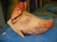  Frozen   Pork   Head 