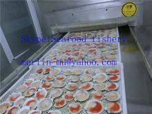 Frozen scallops half shell