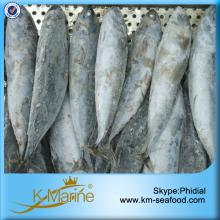 300g Whole Round Sea Frozen Bonito Fish