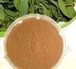  Puer   Tea  Extract