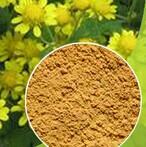  Chrysanthemum   Tea  Extract