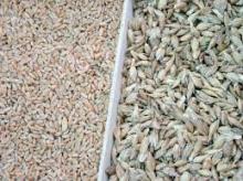 All Purpose spelt Grains