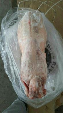 New Zealand Bone-in Lamb Carcass