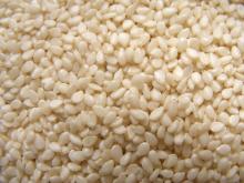 Humera type  white   sesame   seeds 