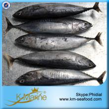 Good Quality Whole Round Frozen Bonito Fish