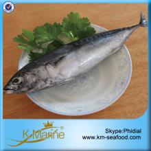 China Halal Frozen Bonito Fish