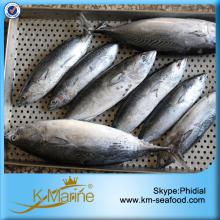New Coming Single Cleaning Fresh Bonito Fish