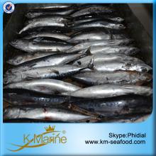 Fish and Seafoood Frozen Bonito WR