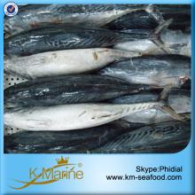 Original Boat Frozen Bonito Fish