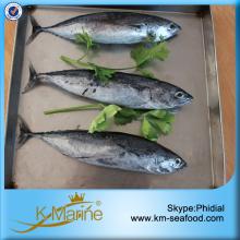 300-500 G Bonito Fish  Whole   Round 