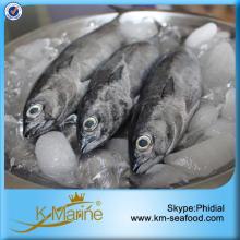 Fresh Bonito Fish For Dinner Party
