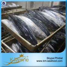 Chinese Boat Frozen Bonito Fish