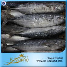 New Coming  Land  Frozen Bonito Fish