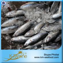 Hot Sale Bonito Fish For Dinner Party