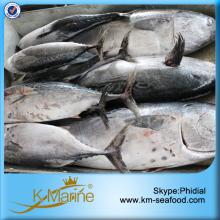 Original Sea Frozen Bonito Fish