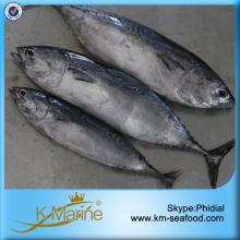 Fresh Bonito Fish For Human Consumption