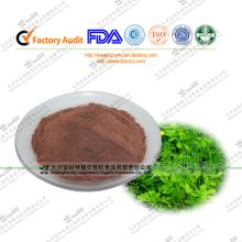 Greater Calandine  Herb   Extract  , GMP factory